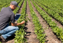 man, field, tablet, grow, plants, jeans